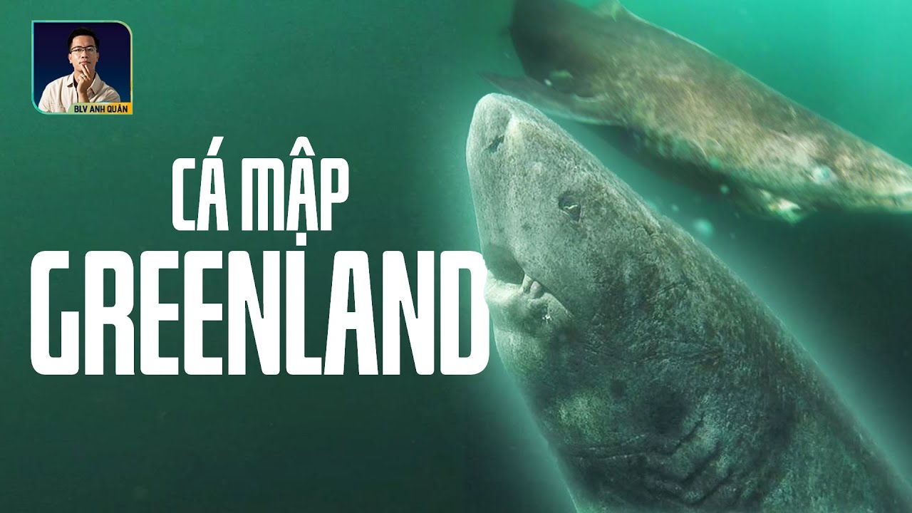 CÁ MẬP GREENLAND GẦN 400 TUỔI: BÍ ẨN SINH VẬT SỐNG LÂU HƠN CẢ NƯỚC MỸ