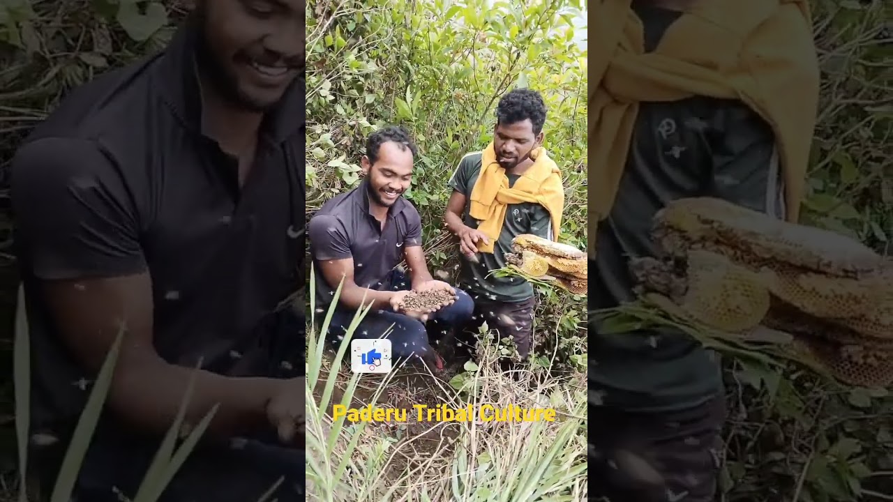 స్వచ్ఛమైన బొర్రా తేనె || Paderu Tribal Culture