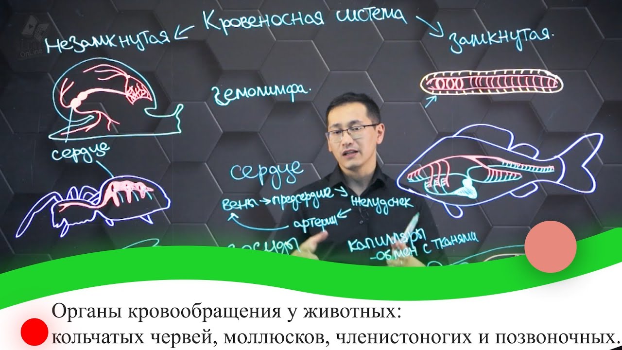 Органы кровообращения  у животных: кольчатых червей, моллюсков, членистоногих и позв-чных. 7 класс.