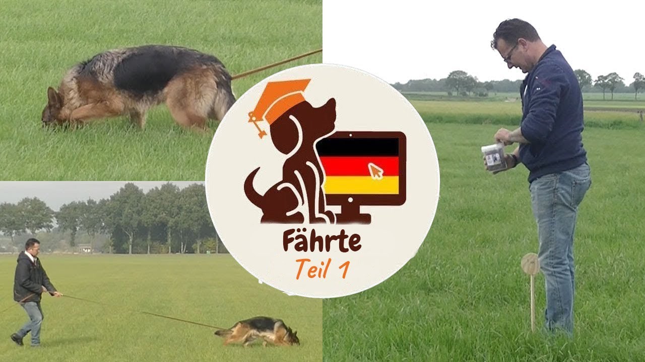Aufbau Fährte IGP: Schritt-für-Schritt IGP Fährtenaufbau - Fährtenarbeit