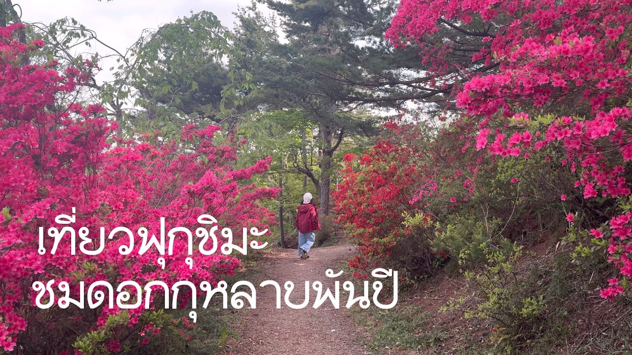 เที่ยวฟุกุชิมะกับโนอะชมดอกกุหลาบพันปี