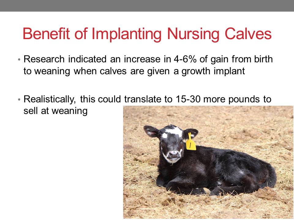 Implanting Nursing Calves