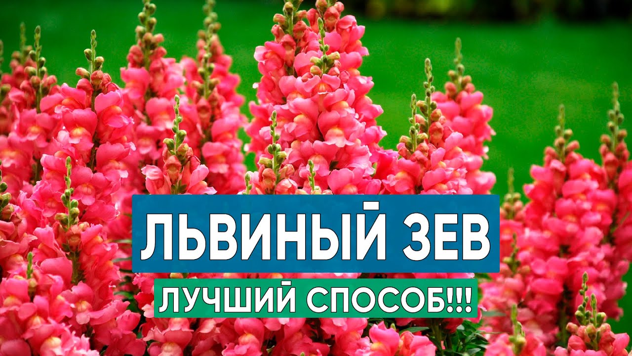 Лучший способ выращивания львиного зева. Пикировка сеянцев