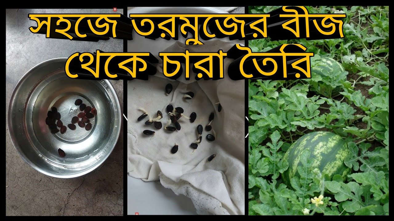 তরমুজের বীজ থেকে সহজে কীভাবে চারা তৈরী করবেন how to grow watermelon tree from seed