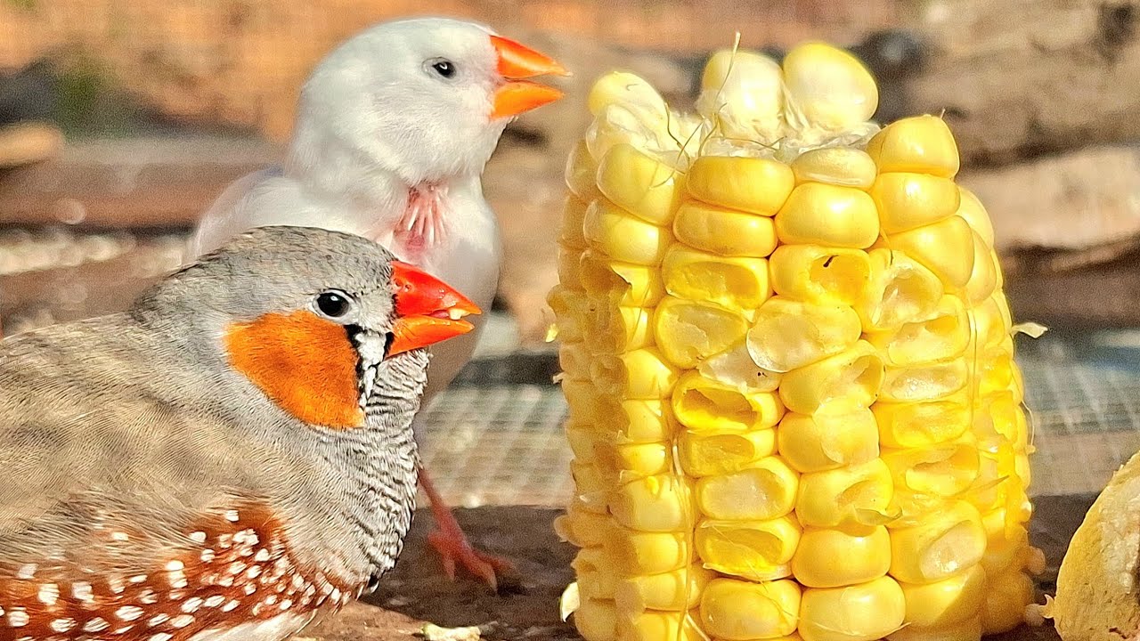 Zebra finch singing sound: zebra finch are sing very lovely songs because today they are so happy. 