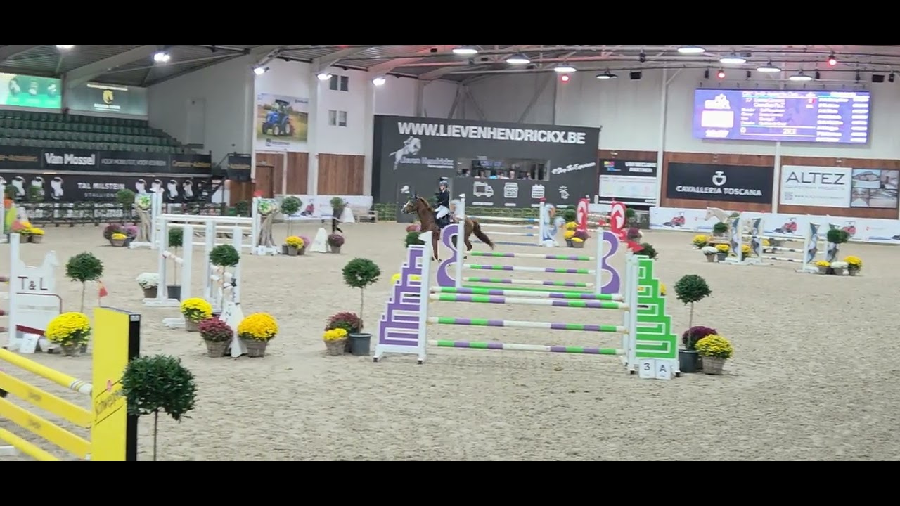Grandina PP Z (George Z x Quidam De Revel,2019) clear and placed 4th in CSI* 1.10m
