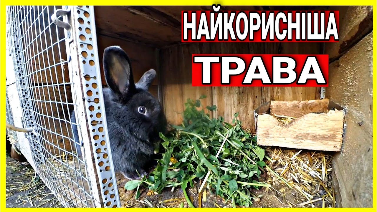 🐰РОЗДАЮ КРОЛИКАМ ЛЮЦЕРНУ☘️