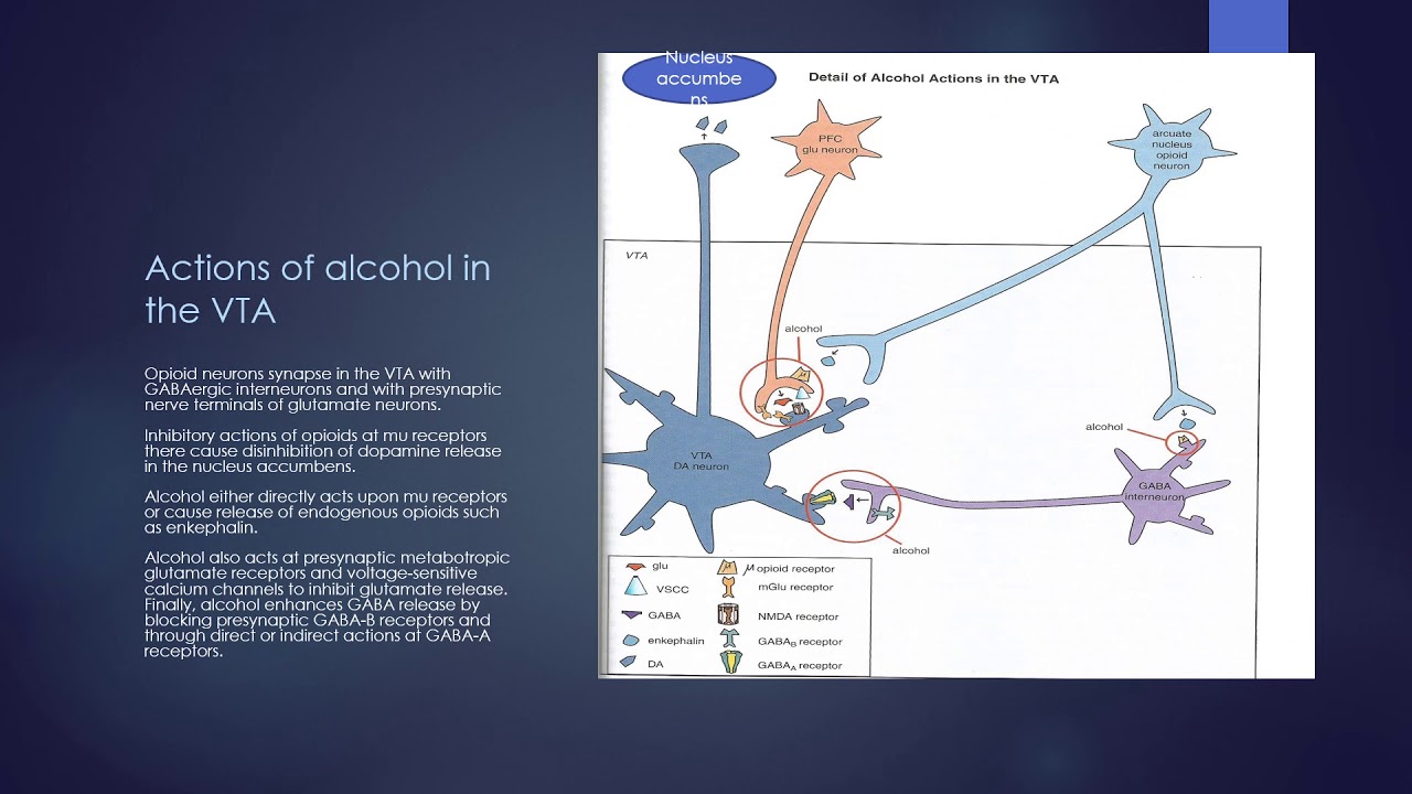 Alcohol: Mechanism of Action in the Brain