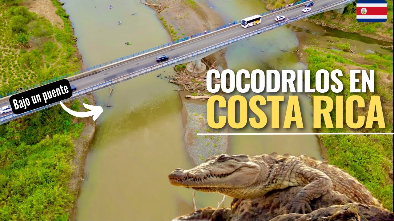 Cocodrilos Bajo un Puente😱🇨🇷 Solo en Costa Rica😳| Rio Tarcoles