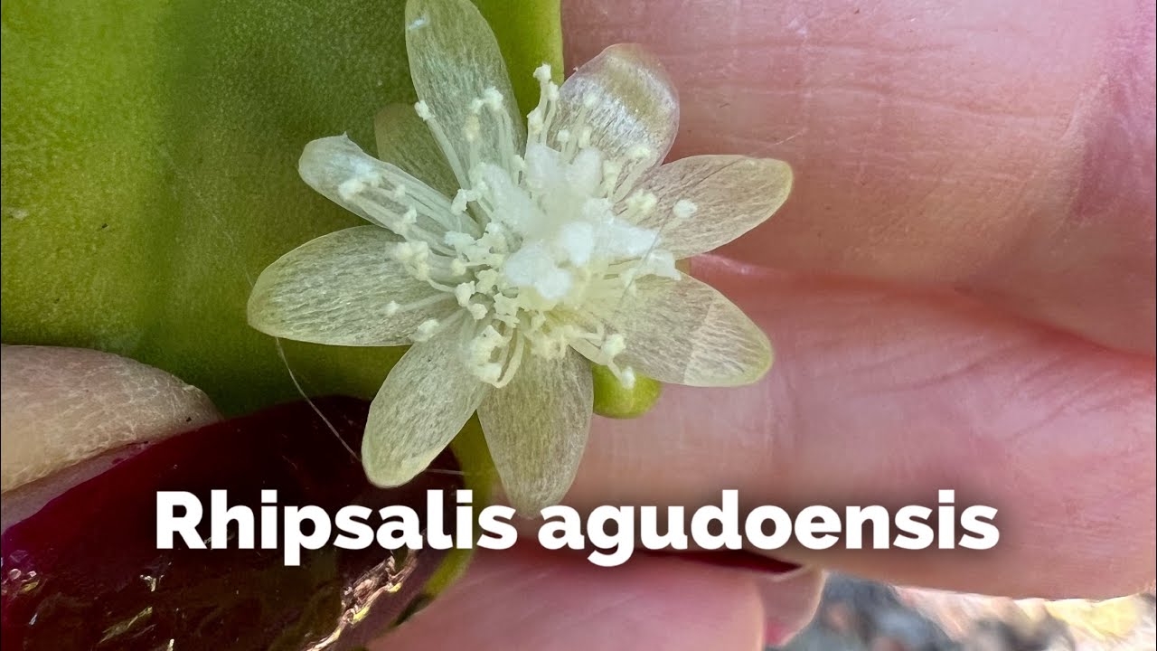 Rhipsalis agudoensis