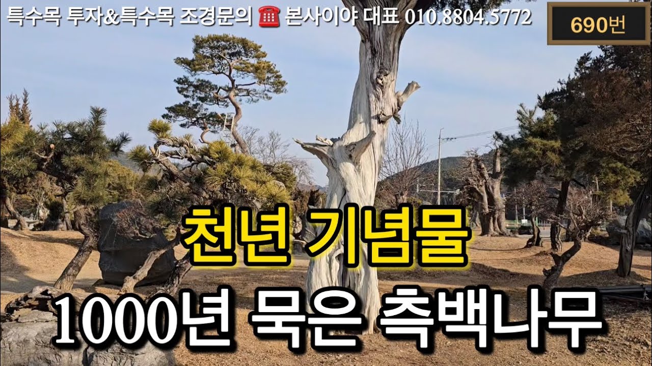 (690번) 천년 기념물 1000년 묵은 측백나무 문의 010.8804.5772