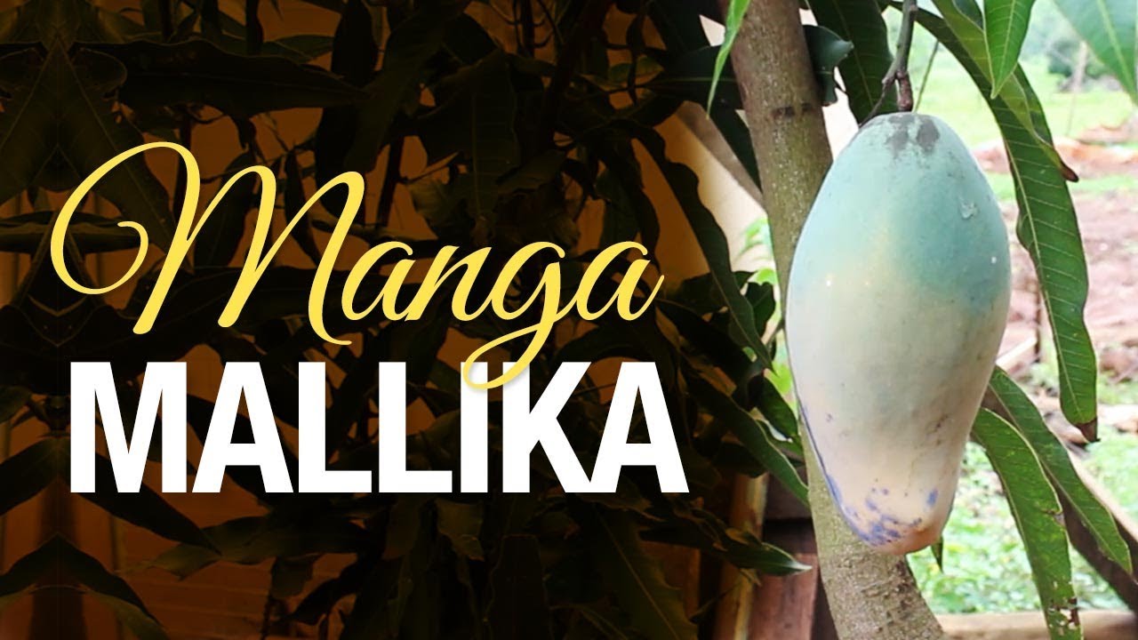 Manga MALLIKA e uma singela homenagem ao amigo Anestor Mezzomo