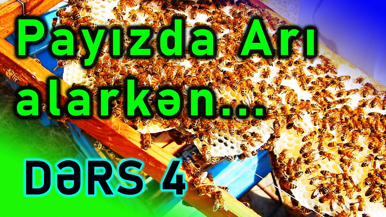 PAYIZDA ARI SATIN ALARKƏN NƏLƏRƏ DİQQƏT ETMƏLİYİK? | Sıfırdan Arıçılıq. DƏRS - 4