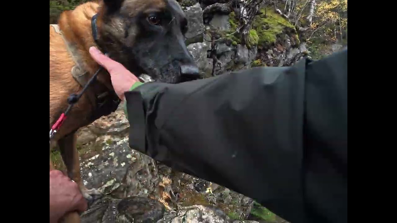 Conquering Mount Washington with My Dog 🏔️🐕 | New Hampshire Adventure