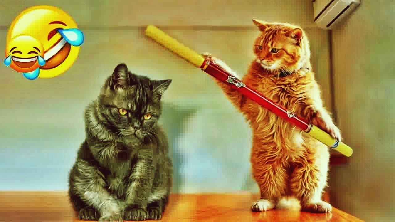 𝐘𝐨𝐮 𝐋𝐚𝐮𝐠𝐡 𝐘𝐨𝐮 𝐋𝐨𝐬𝐞 🐱😸 𝐅𝐮𝐧𝐧𝐢𝐞𝐬𝐭 𝐃𝐨𝐠𝐬 𝐚𝐧𝐝 𝐂𝐚𝐭𝐬 𝟐𝟎𝟐𝟒 😹