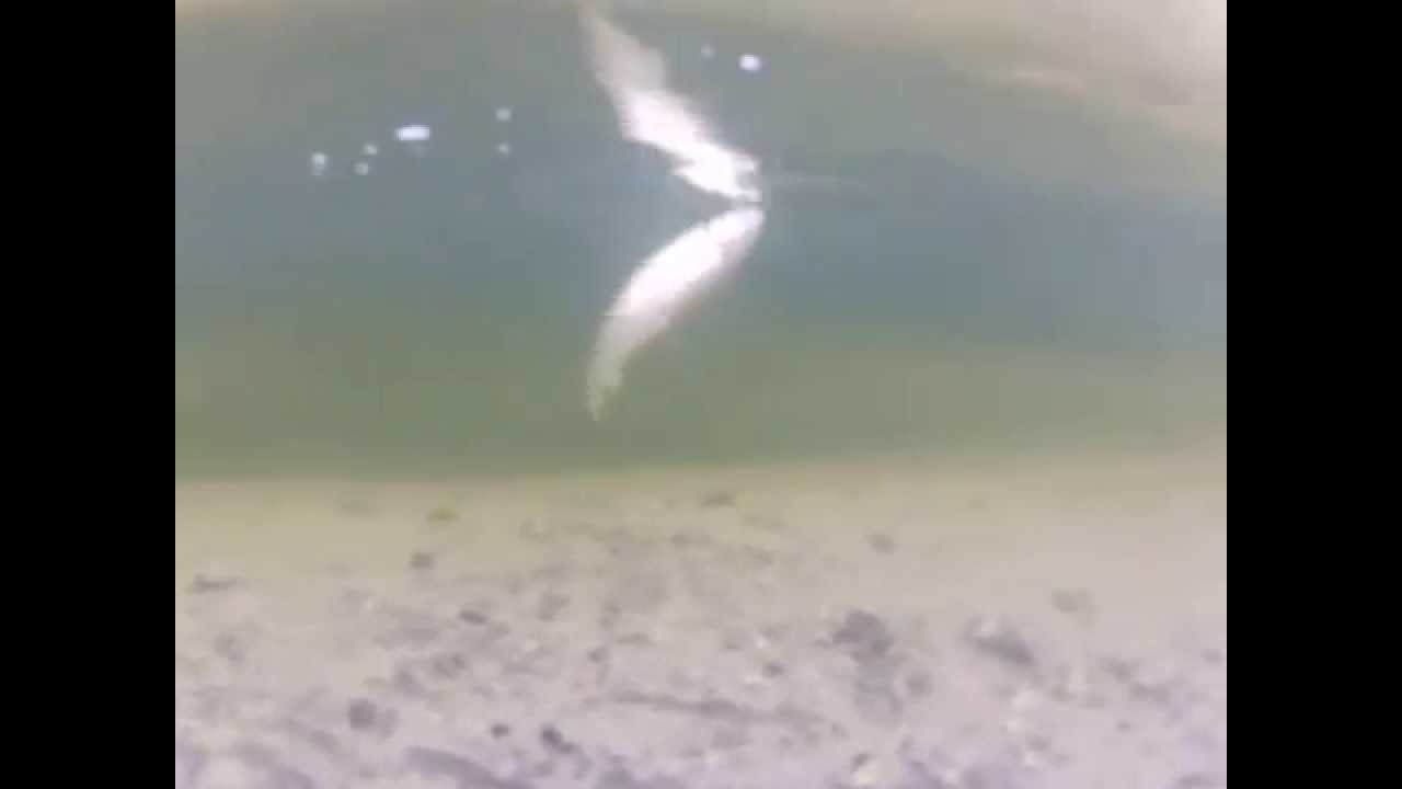 S&oslash;lvblank.no Seatrout in Norway