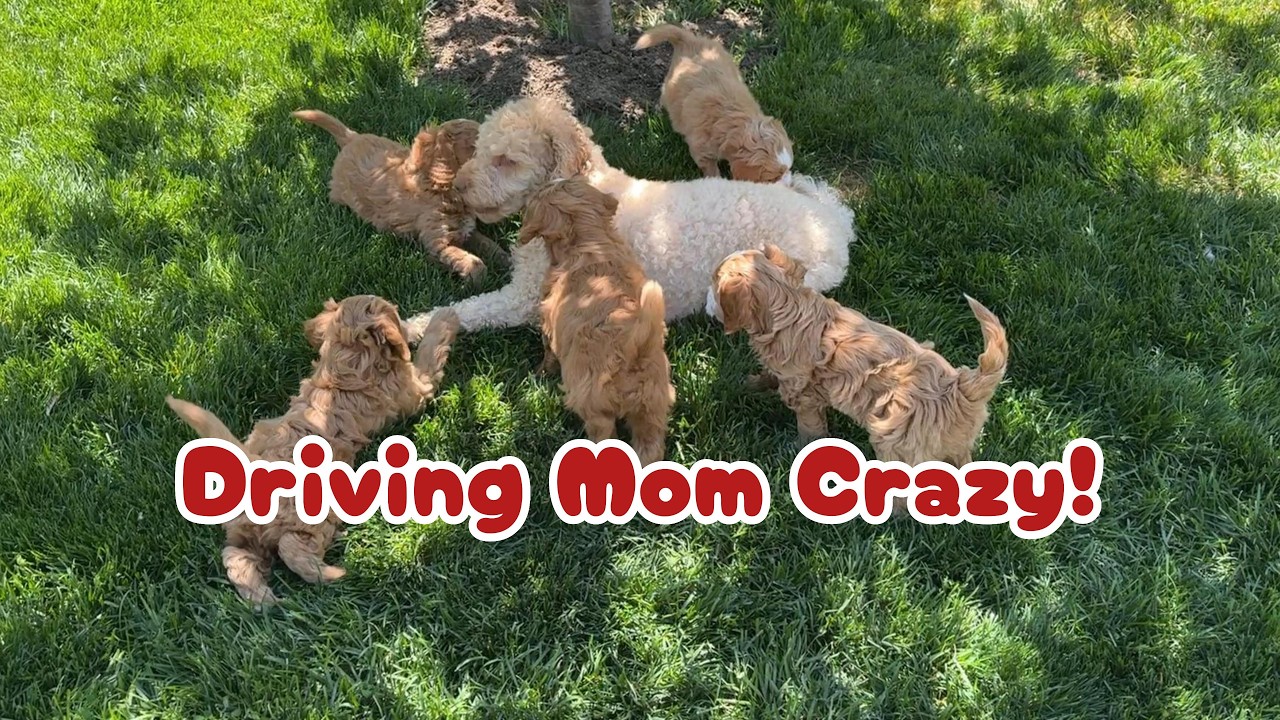 When Puppies Get Too Wild… Mama Dog Has Had Enough! | Puppy Life | Pets