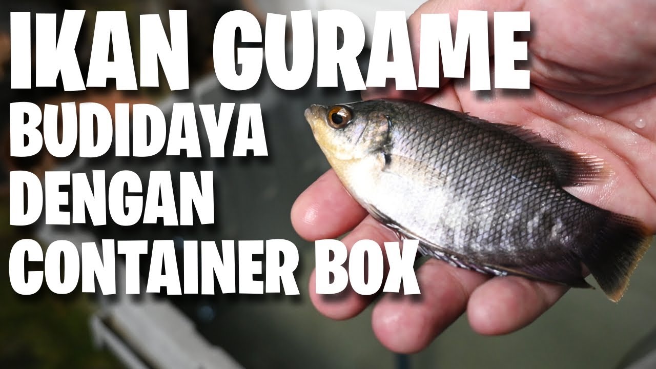 Budidaya Ikan Gurame Menggunakan Container Box | BUDIKDAMBOX