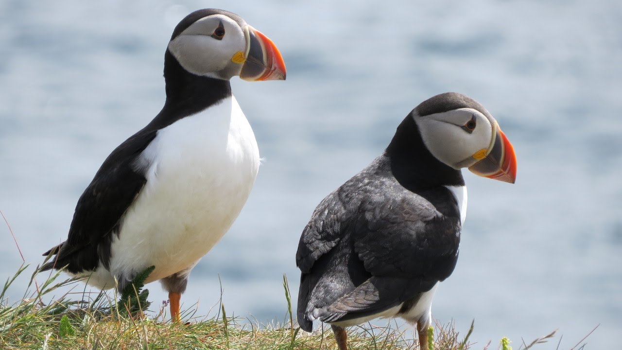 Elliston Puffin Site with spectacular close ups