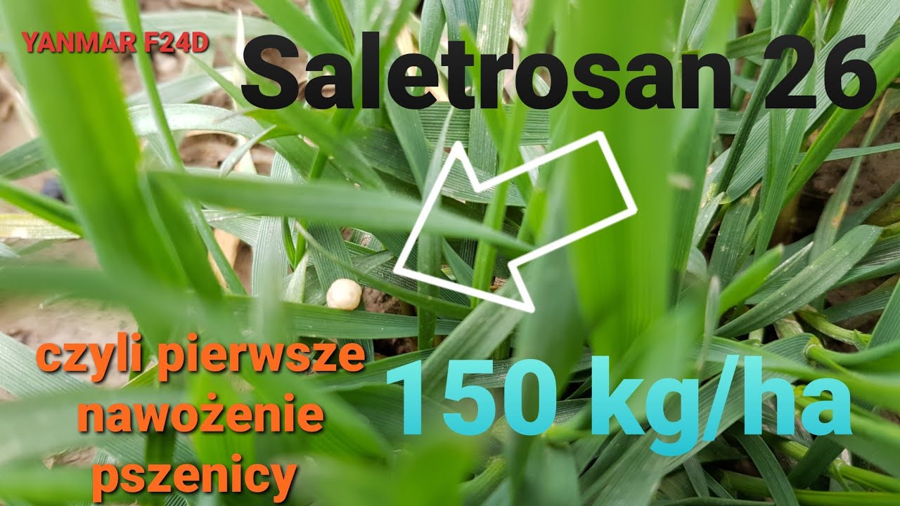 SALETROSAN 26 czyli nawożenie azotowe na wiosnę w pszenicy ozimej