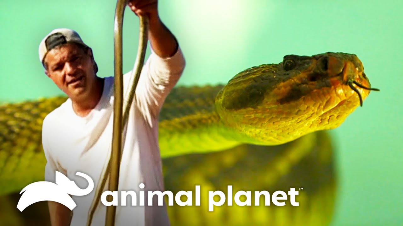 Taipan, a cobra mais venenosa do mundo! | Perdido na Austr&aacute;lia | Animal Planet Brasil