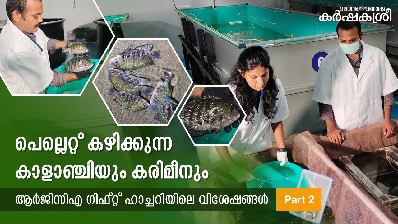 പെല്ലറ്റ് കഴിക്കുന്ന കാളാഞ്ചിയെ വേണോ? ഇവിടേക്കു പോകാം- Part 2 ​| RGCA | Fish Farming | Karshakasree