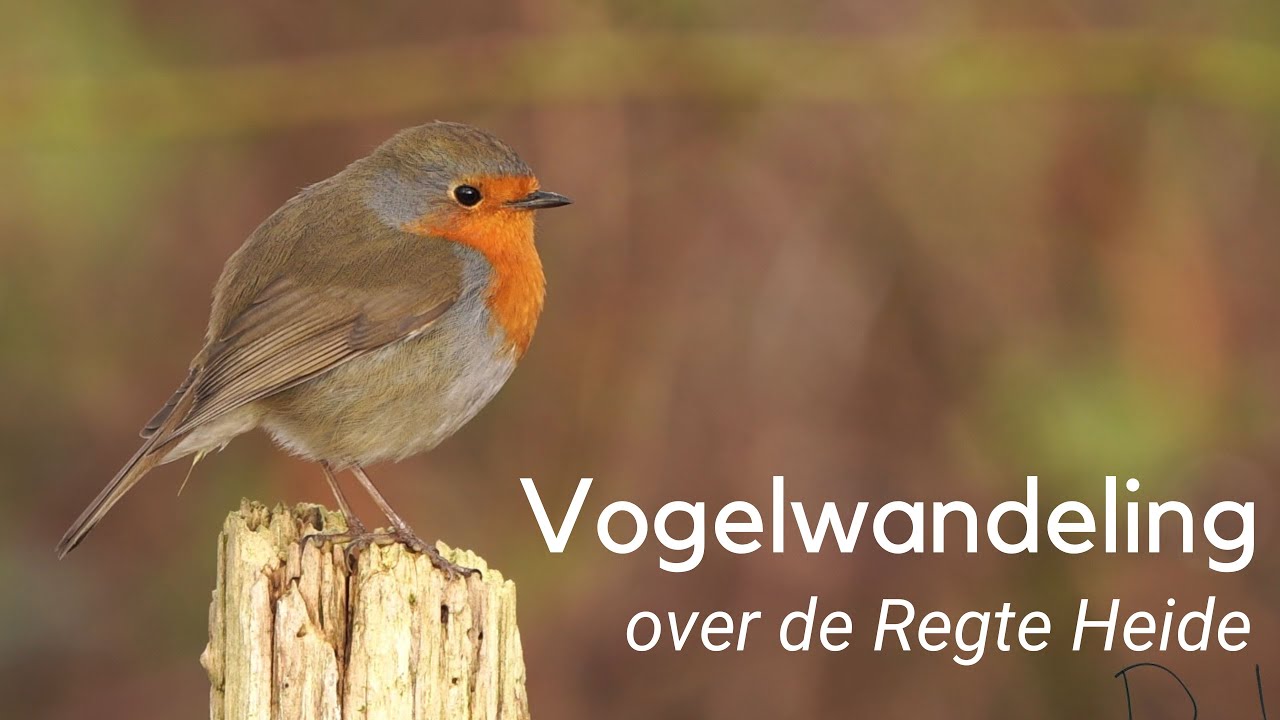 Vogelwandeling over de Regte heide #1197