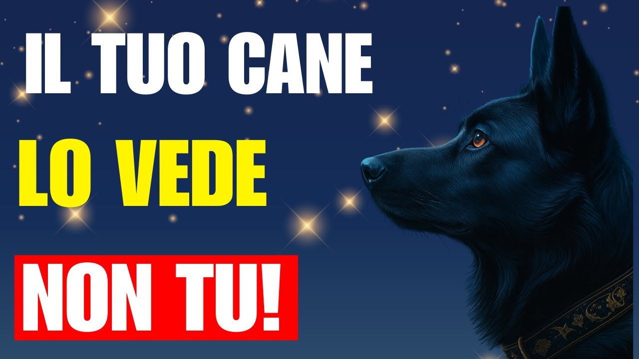 11 Cose Misteriose Che Il Tuo Cane Vede E Sente Ma Che Tu Non Noti Mai