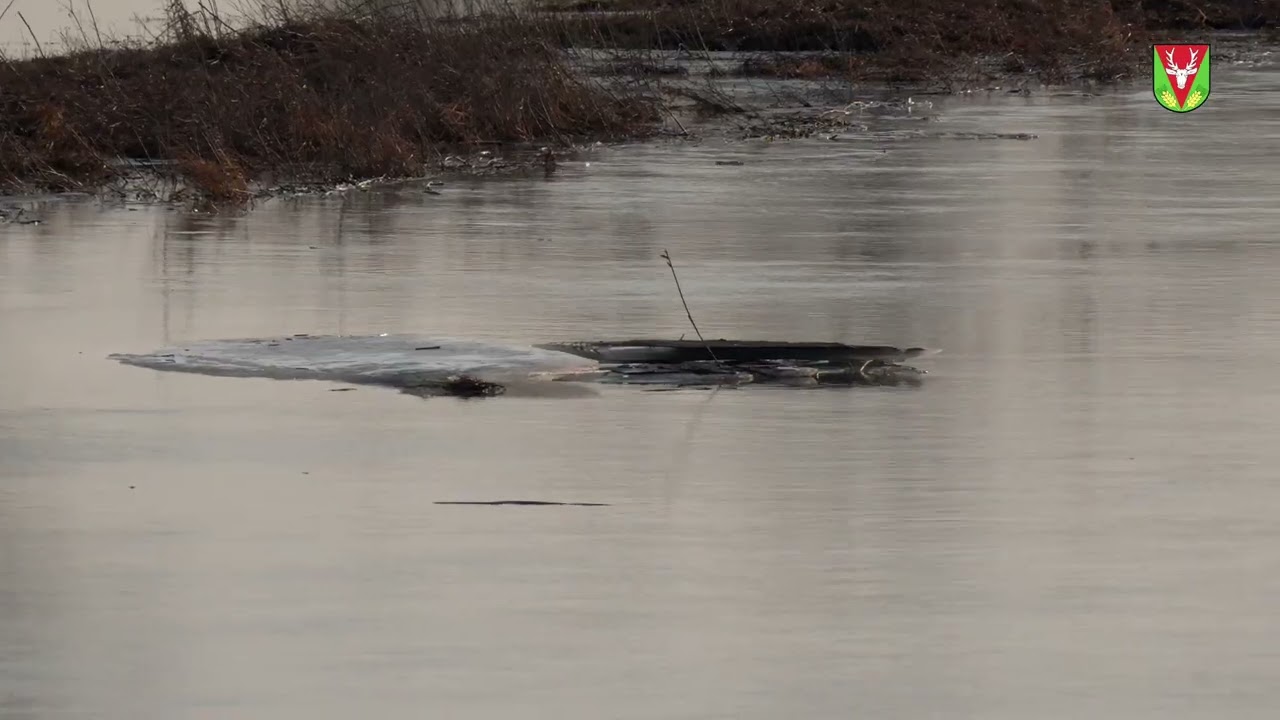 🌿 Piękno natury w powiecie hrubieszowskim – ptasi raj nad rzeką Huczwą 🦆🦅