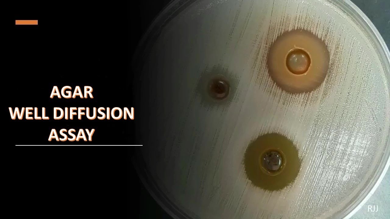 Agar well diffusion assay
