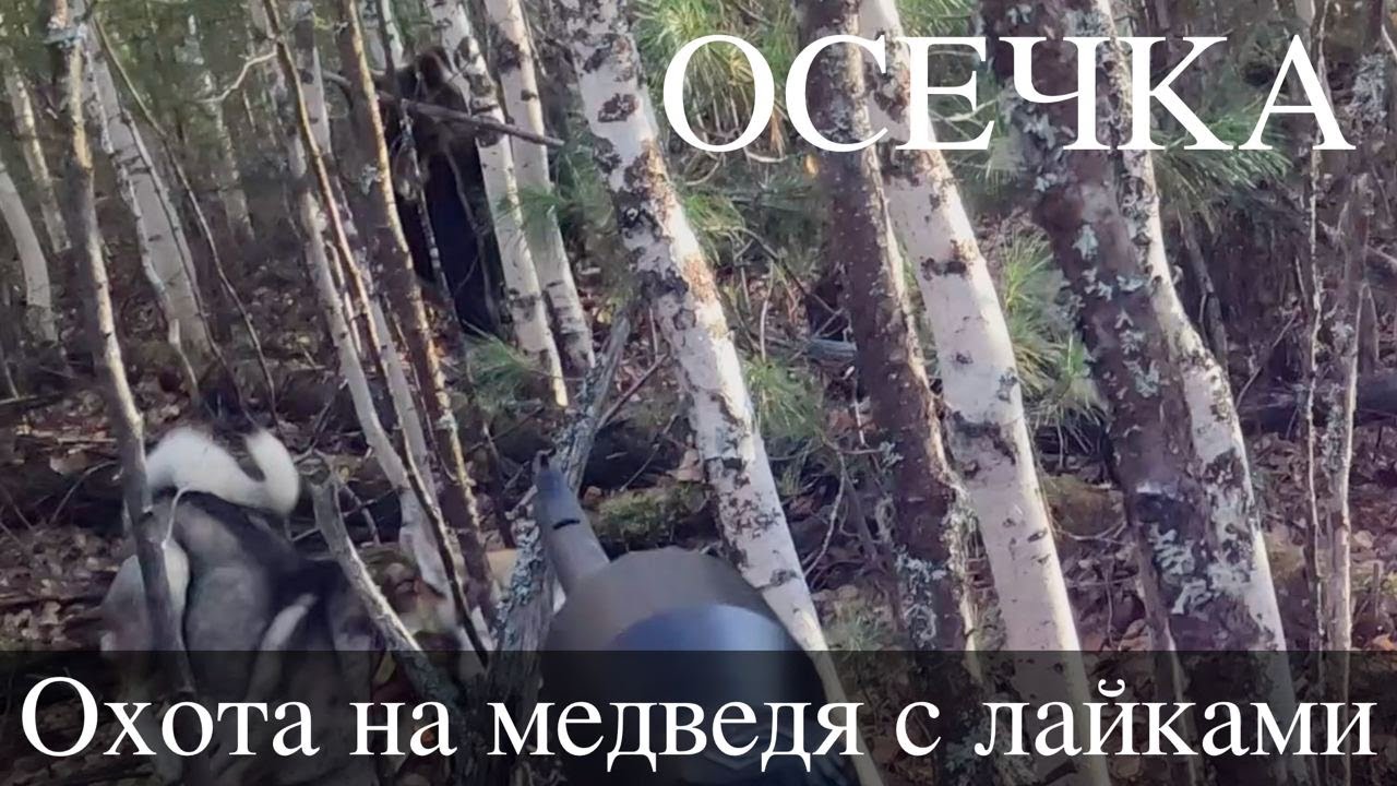 Охота на медведя с лайками - Осечка.      Выводы по ножам 