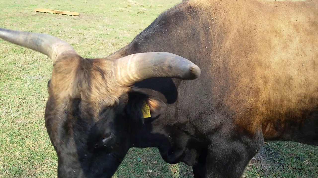 Auerochsen, Heckrinder im Huvenhopsmoor