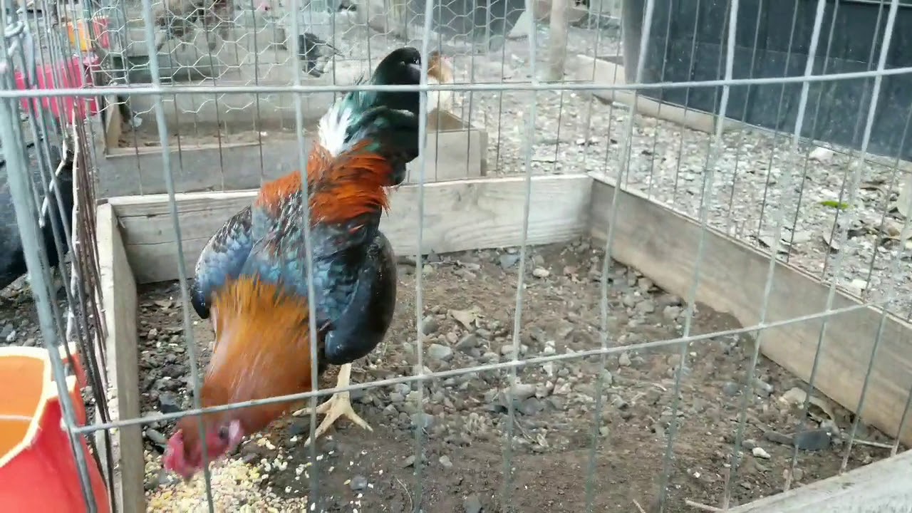 COMIDA ESPECIAL PARA POLLOS EN DESARROLLO