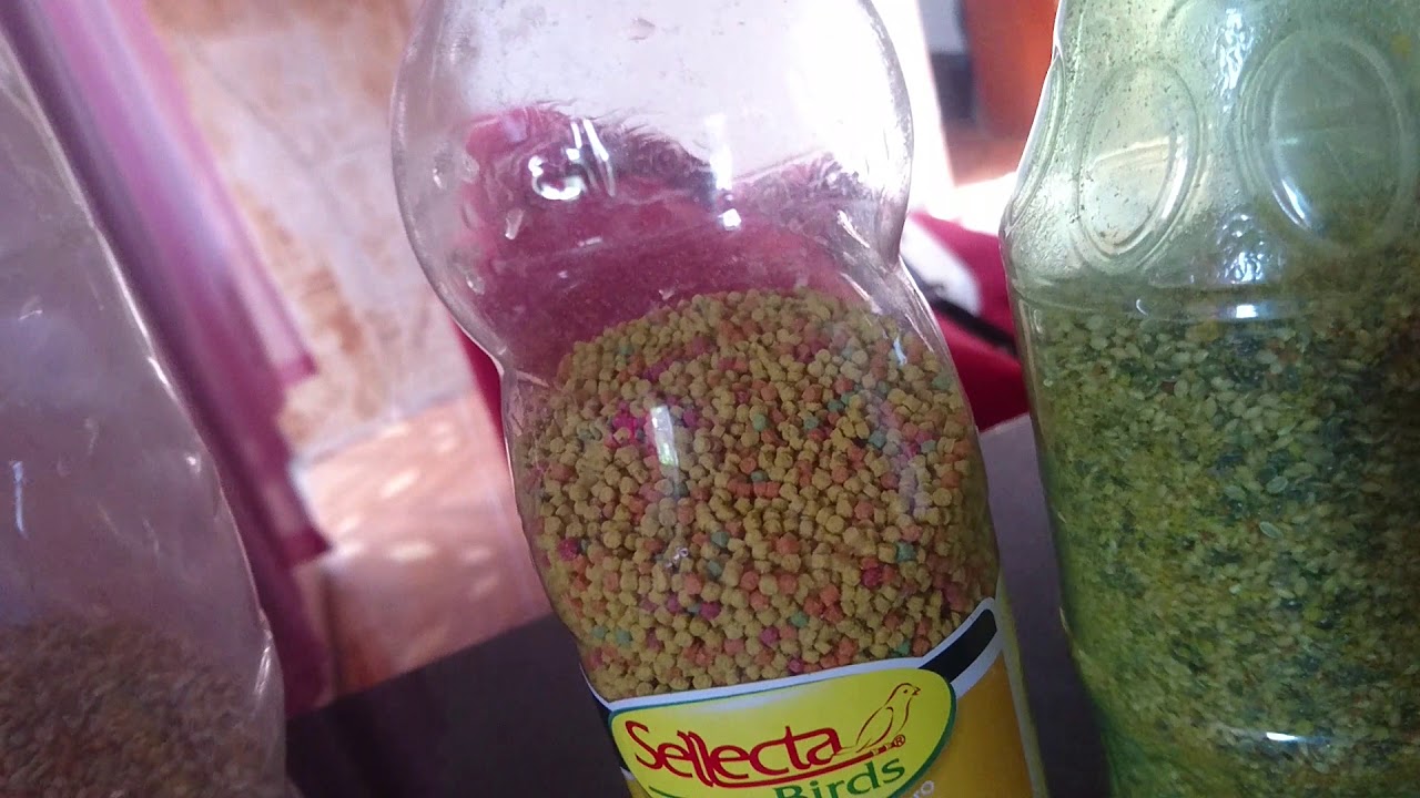 Extrusada sellecta como fazer para o coleiro comer