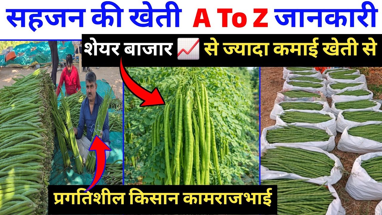 शेयर बाजार की तुलना में सहजन खेती में अधिक कमाई #drumsticks #सहजन #sharemarket 