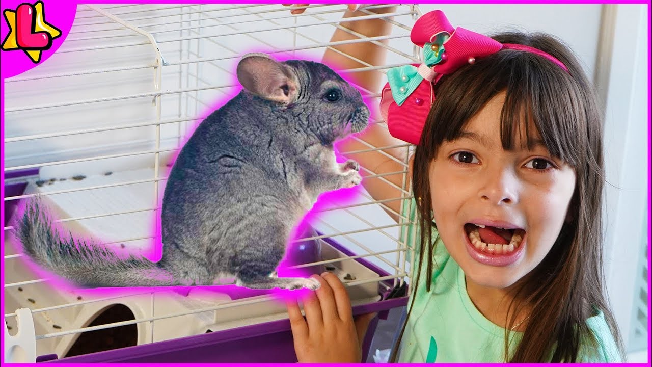 NOVO INTEGRANTE NA FAMÍLIA DA LAURINHA E HELENA - CLUBINHO DA LAURA CHINCHILA