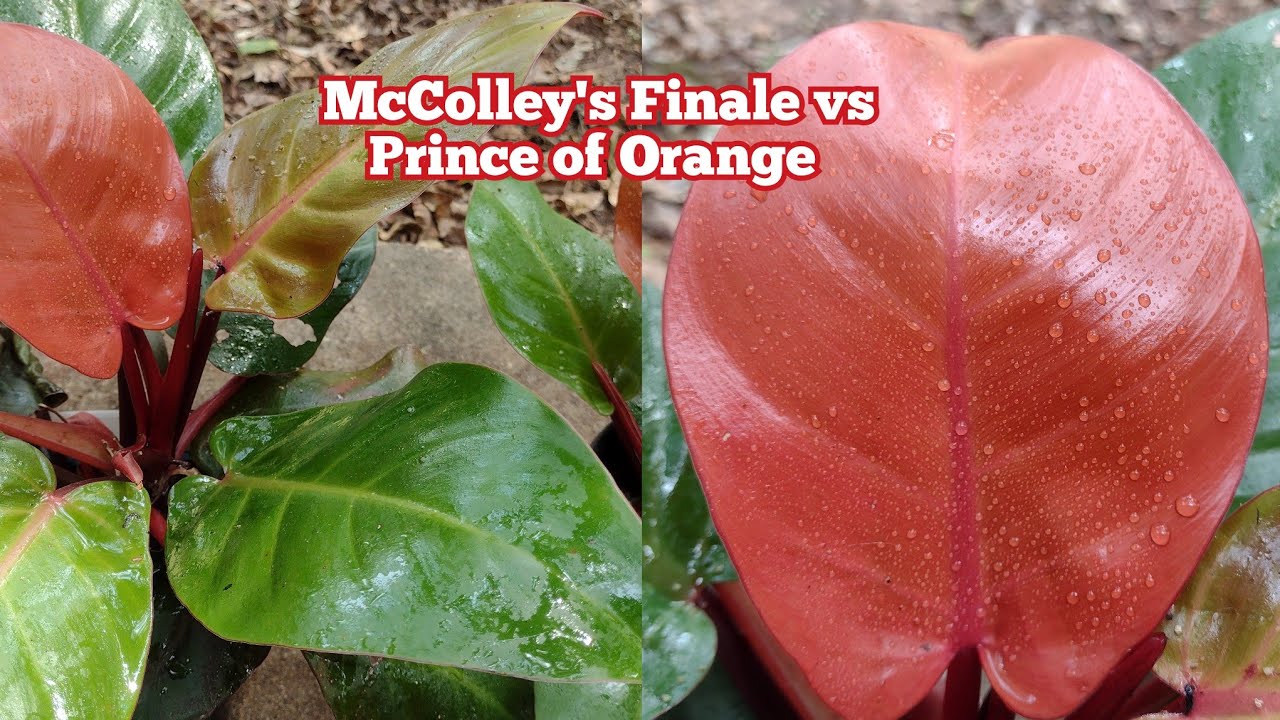 Difference Between Philodendron McColley's Finale Philodendron Prince of Orange