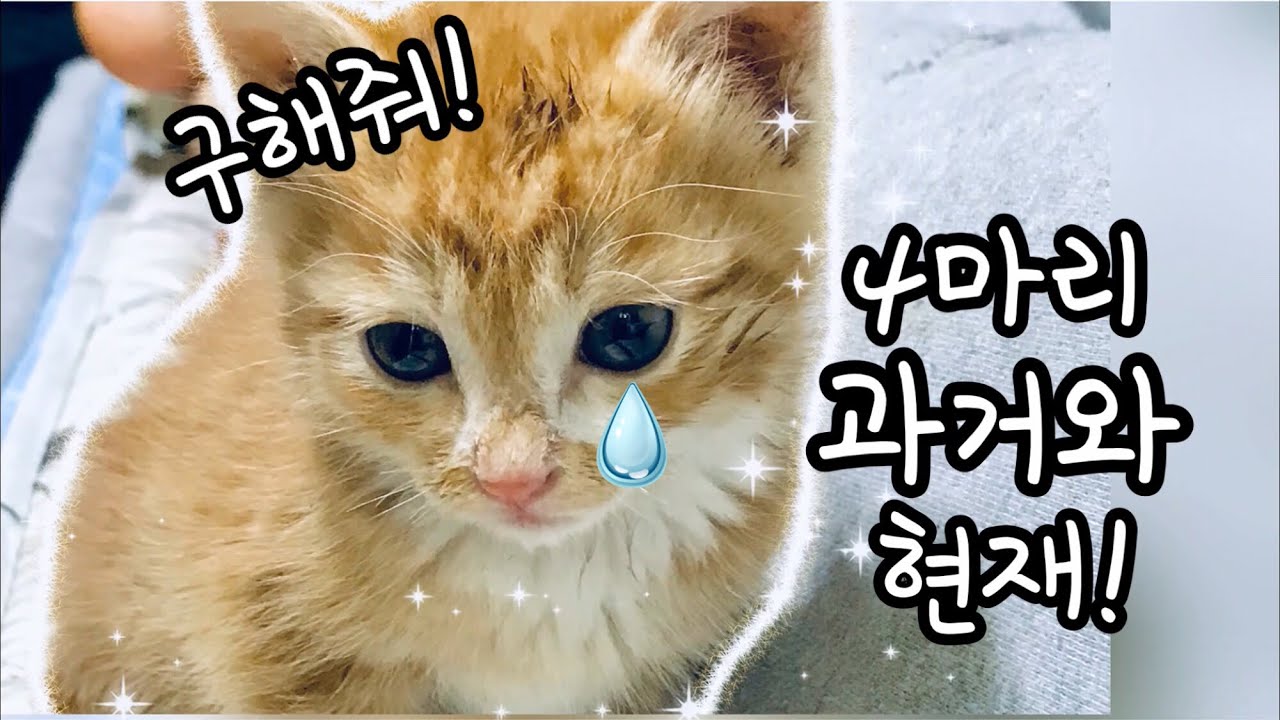 자기 발로 찾아온 아기고양이?! 길냥이 4형제 근황!