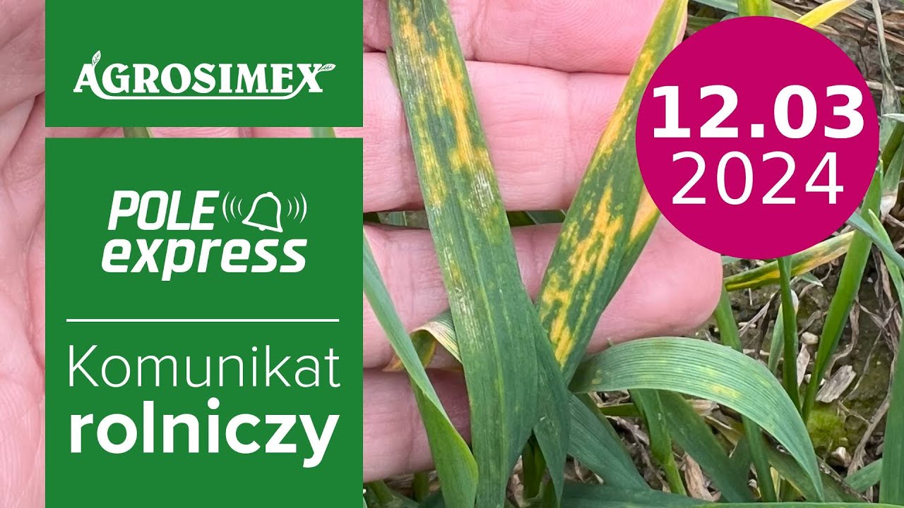 Skuteczny zabieg T0 w pszenicy ozimej - komunikat POLE express | Agrosimex