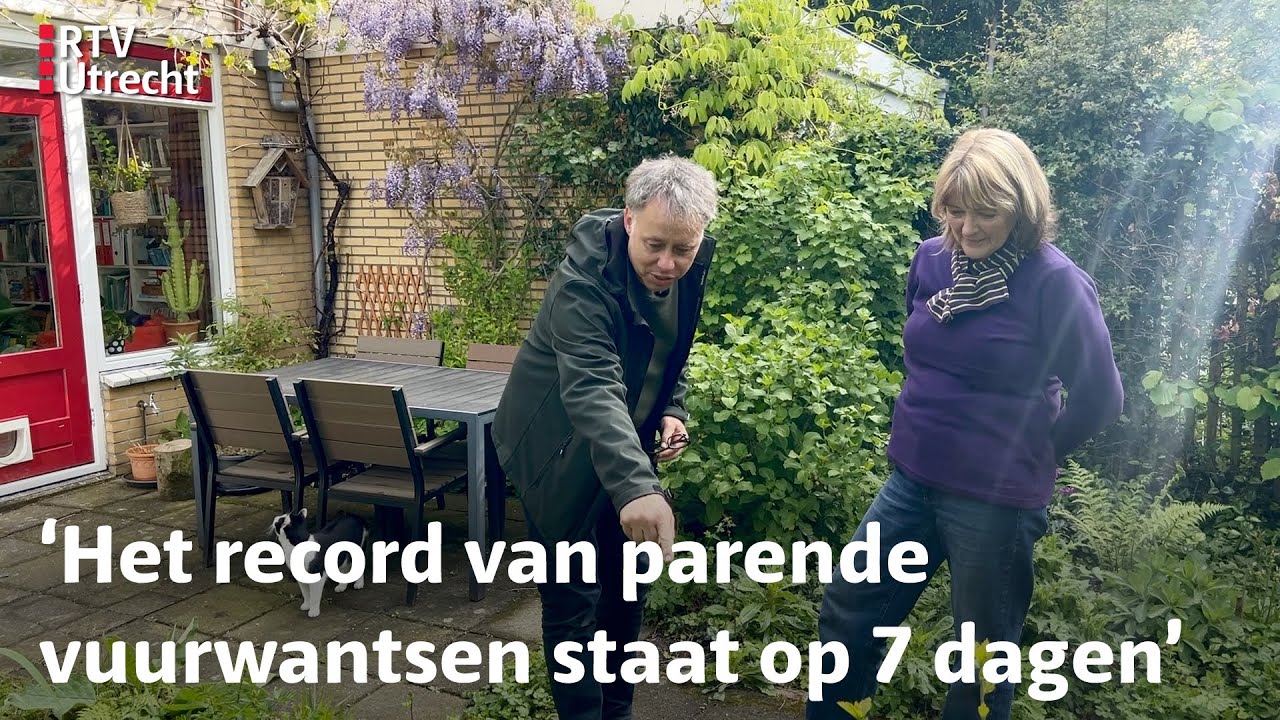 Luc's Tuinsafari over de lang parende vuurwants en een kijkje in de tuin van Willie | RTV Utrecht