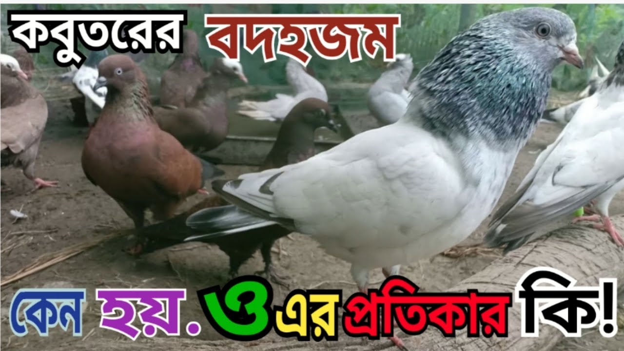 কবুতরের বদহজম কেন হয় এবং হলে কি করবেন? Why is pigeons indigestion and what to do.?