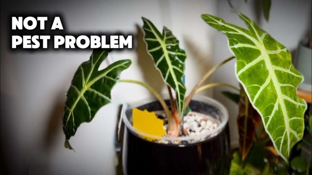 Why Fungus Gnats Keep Coming Back (And How to Actually Stop Them)