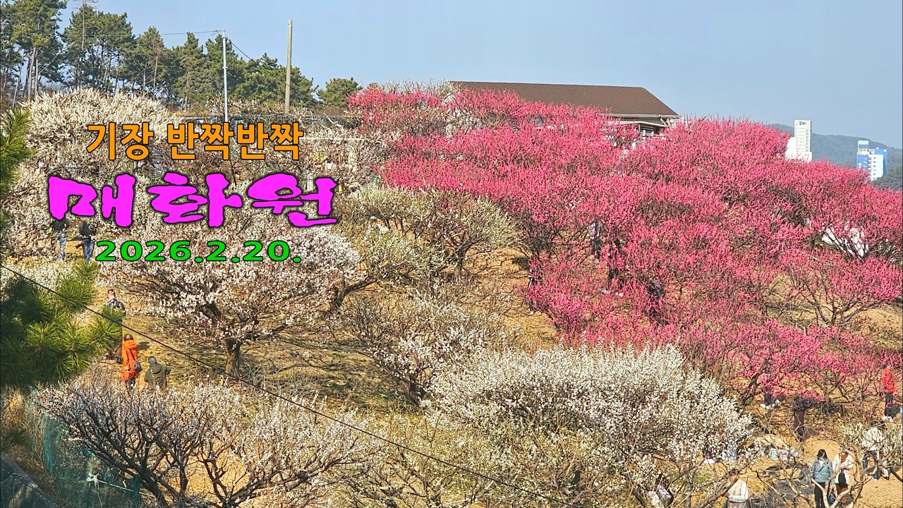 기장매화원. 2026. 2. 20. 8분40초.