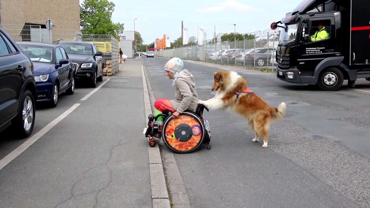 Geniale Straßenverkehrsordnung bei und mit filiz-rollidogs. e.V.