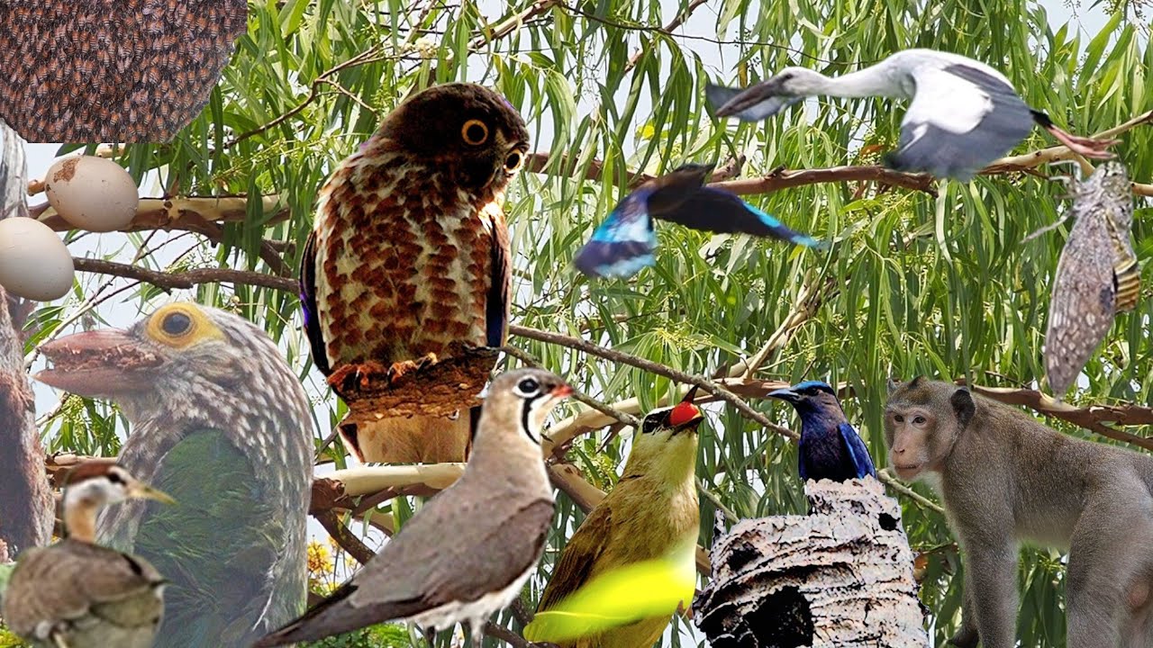 ที่นี่คือแหล่งรวมนกสวยงาม🦩🦩🦜🦜💞💞🐦🐦This is a place where beautiful birds and nature meet 💯💯 episode 5