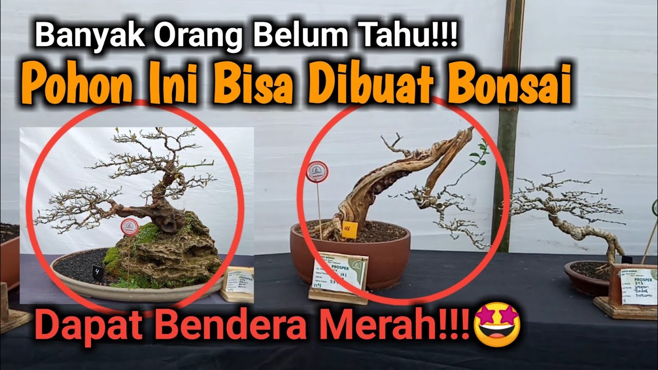 Inspirasi Bonsai Terbaik!!! Jarang Orang Tahu Pohon Ini Ternyata Bisa di Bonsai