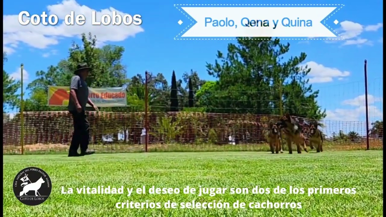 Dos Criterios de Selección de Cachorros Pastor Alemán