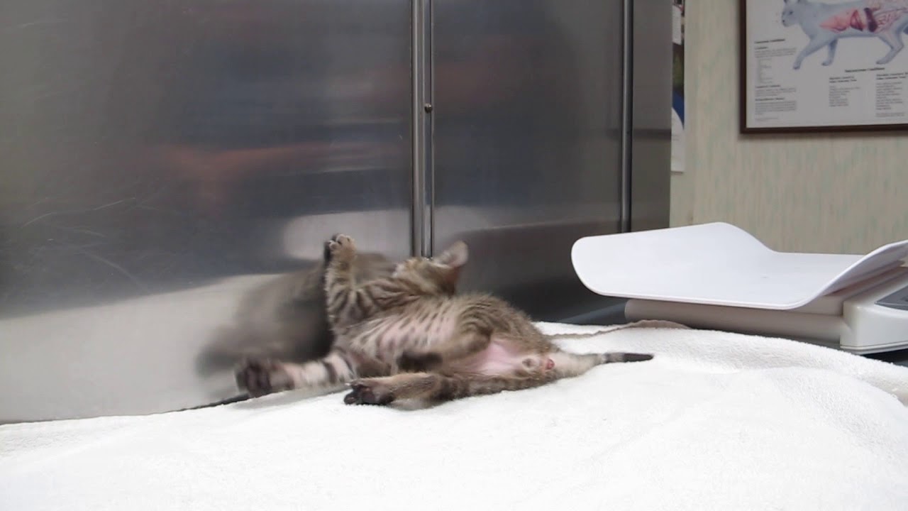 Kitten with ataxia and tremors