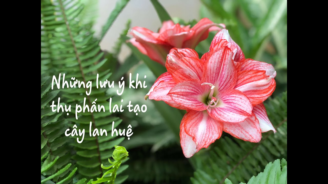 Các lưu ý khi thụ phấn lai tạo lan huệ (Notes when pollinating amaryllises / hippeastrums breeding)
