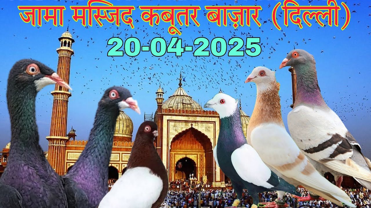Jama masjid kabootar market Delhi 20-04-2025. भारत की सबसे बड़ी कबूतर मार्किट। दिल्ली का कबूतर बाज़ार।